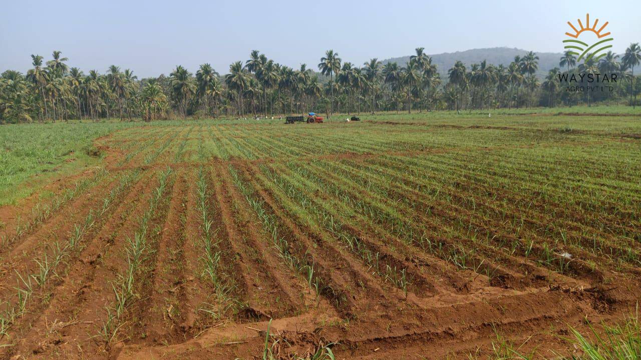 Sugarcane fields under cultivation in Goa state by Waystar Agro Pvt Ltd