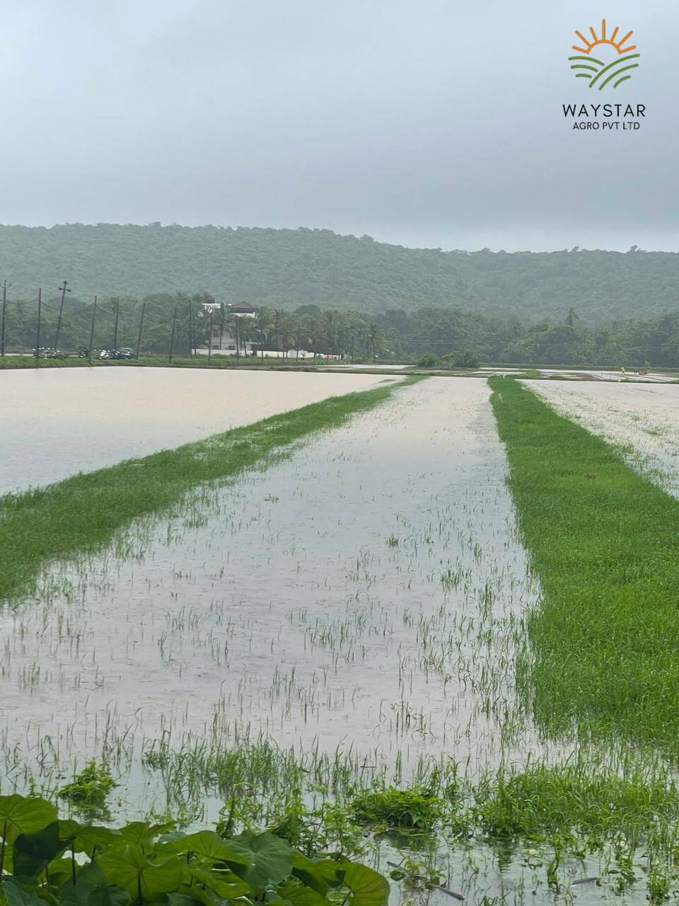 Paddy rice fields under cultivation in Goa state by Waystar Agro Pvt Ltd